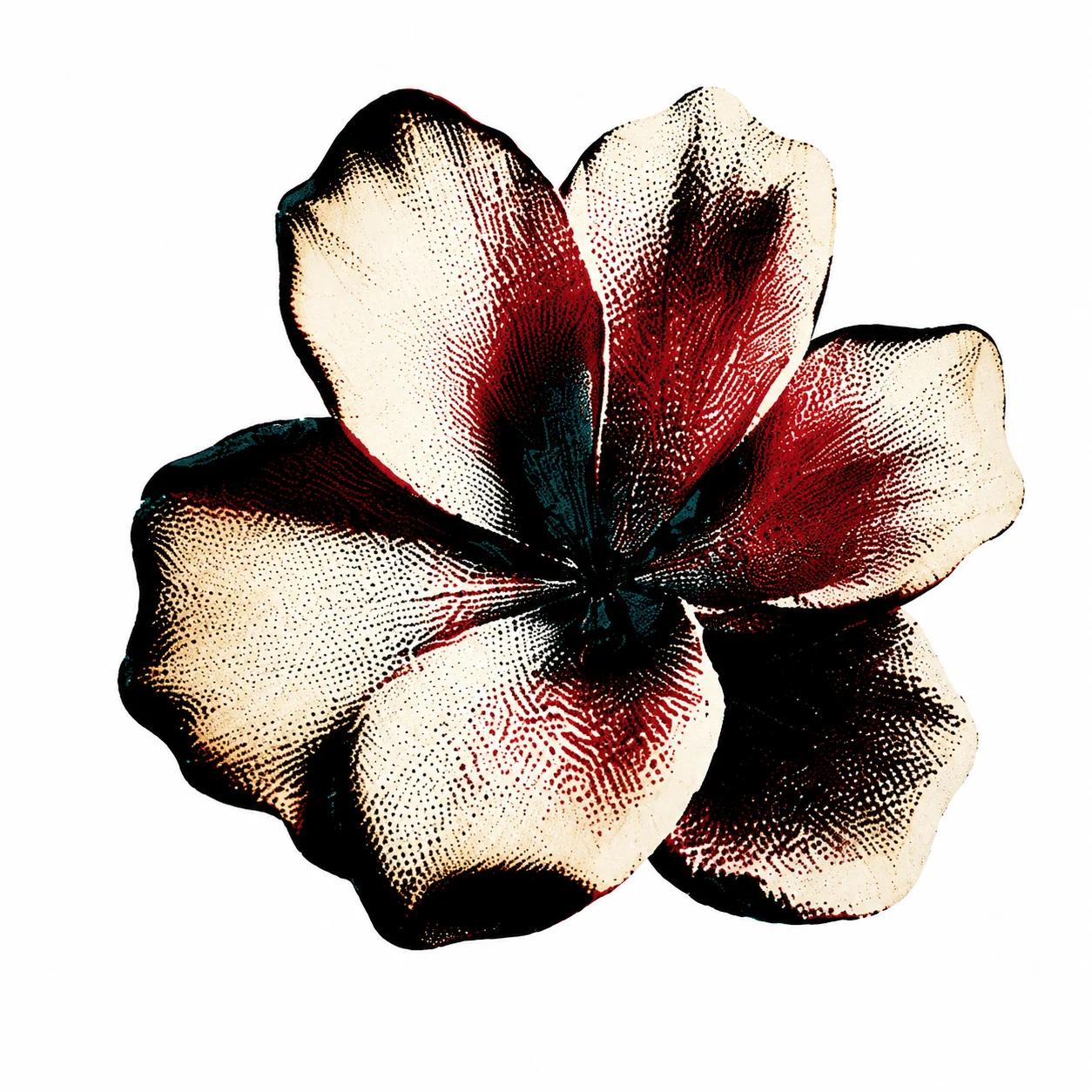 Vintage flower with cream petals shaded in deep red and black, printed with a fine halftone dot texture.